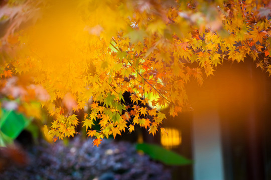 楓葉 紅楓