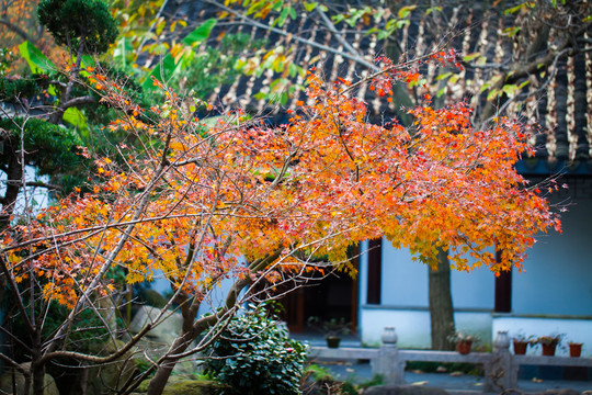 楓葉 紅楓