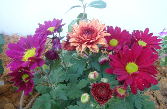 菊花