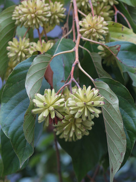 喜樹花果