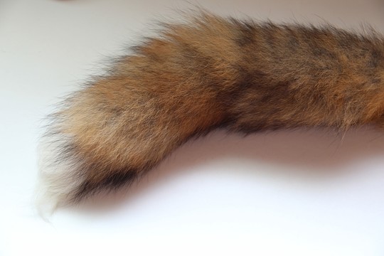 狐貍尾巴 動物毛