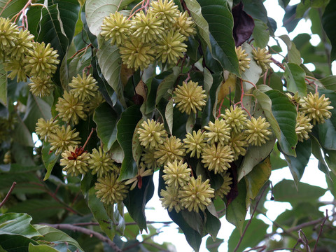 喜樹(shù)花果