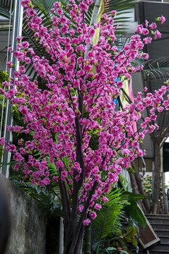 桃花樹(shù)
