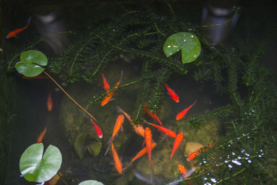 紅鯉魚(yú)