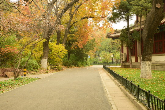 秋色 小路