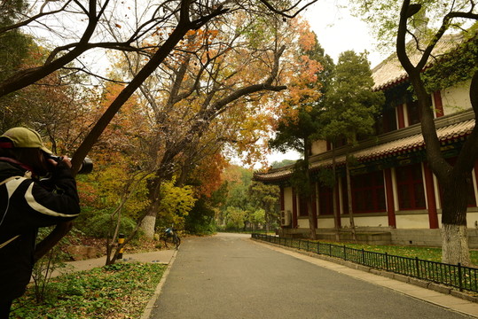 北大校園秋色