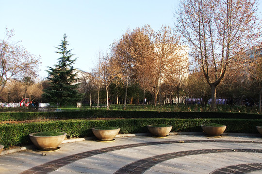 公園樹林