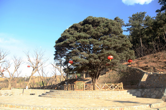 遷西尖山奇松