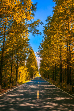 林間公路