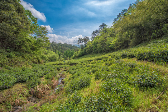 太平猴魁茶園