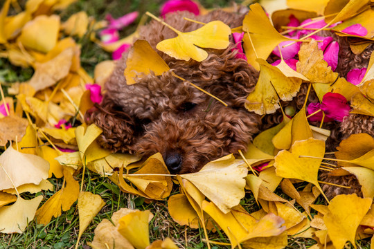 泰迪犬