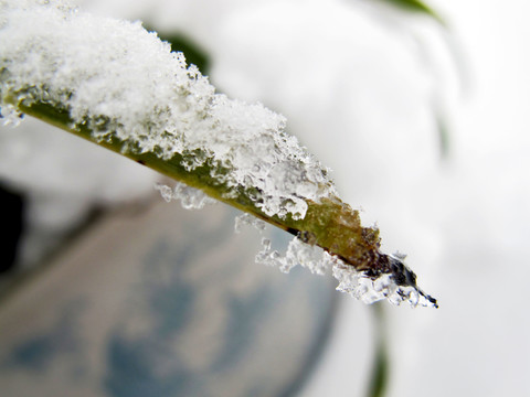 雪中的葉子