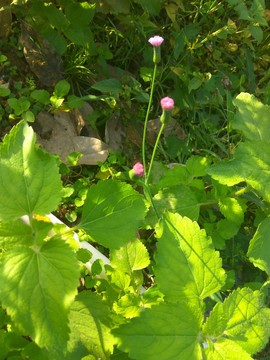 冬季盛開的野花