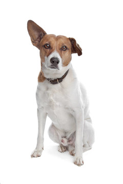 混合品種的jack russel梗