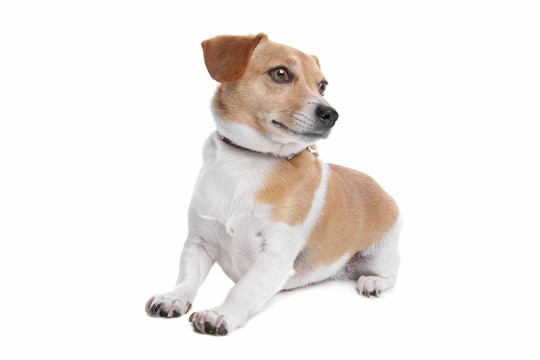 杰克羅素梗犬