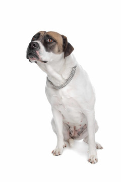 美國斗牛犬