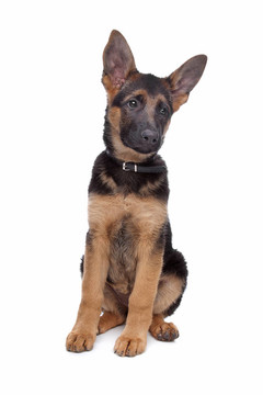 德國(guó)牧羊犬