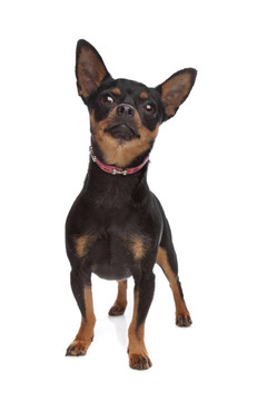 迷你杜賓犬
