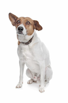 混合品種的jack russel梗