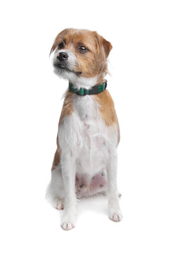 混合品種的jack russel梗