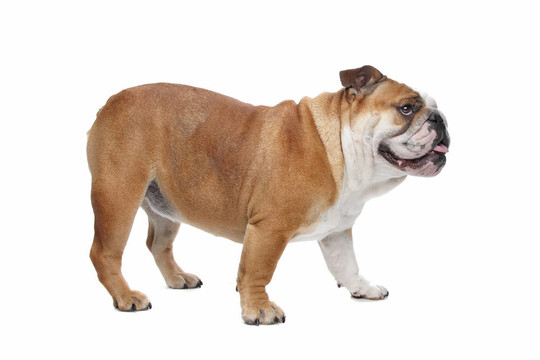 英國斗牛犬