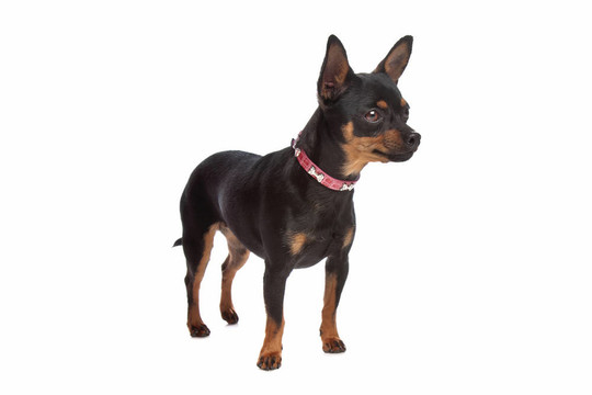 迷你杜賓犬