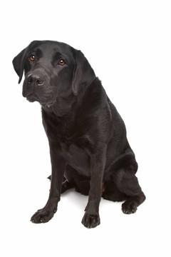 黑色拉布拉多犬