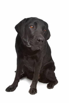 黑色拉布拉多犬