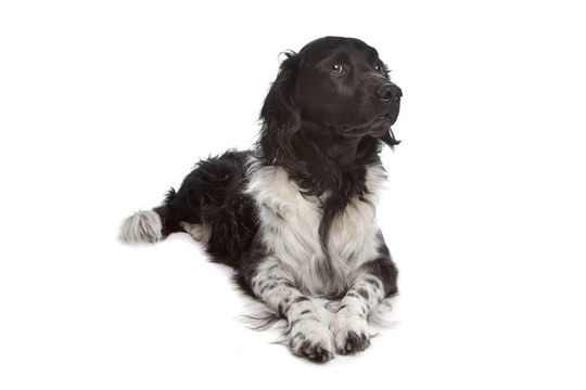 斯塔比嚎犬或弗里斯蘭的指針