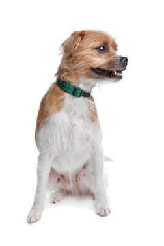 混合品種的jack russel梗