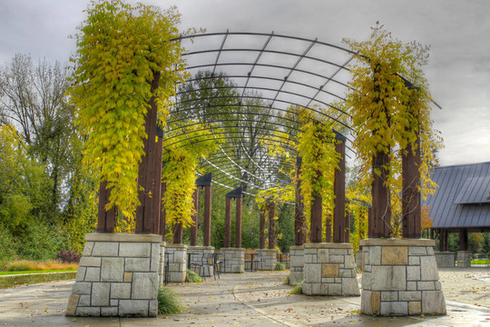 在公園的秋天里爬的植物