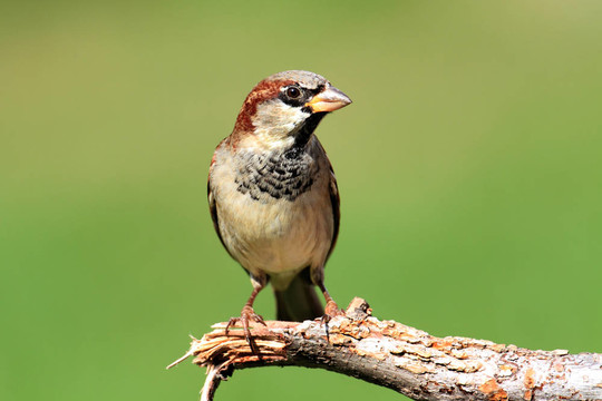 家麻雀（Passer domesticus）