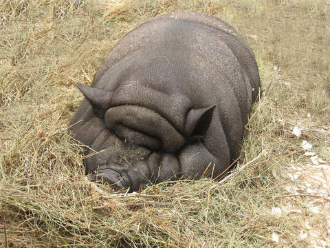 大肥豬