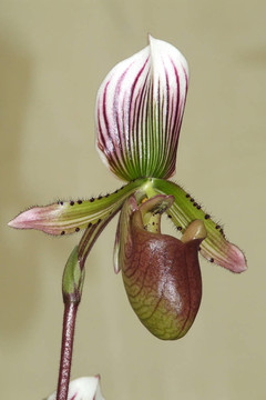 蜜蜂蘭花