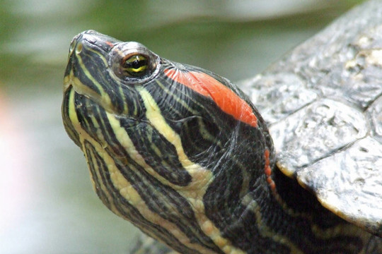 鱉