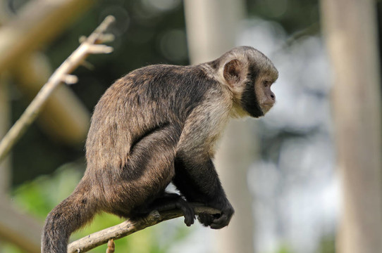 棕黃色的頭Capuchin Monkey