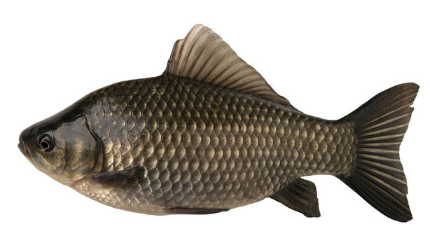 白底魚(yú)鯽