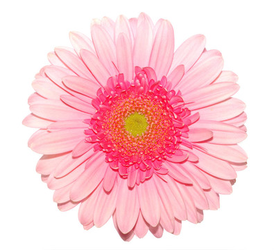粉色非洲菊雛菊白色隔離