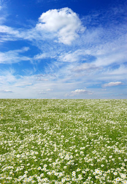 camomiles