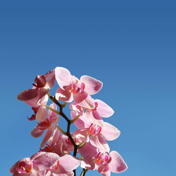 天空中的蘭花