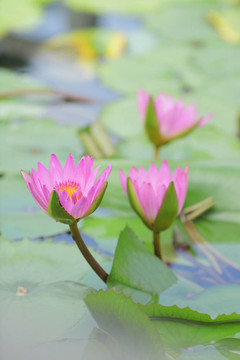 蓮花