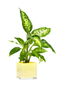 室內(nèi)植物