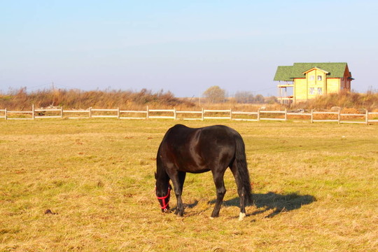 馬