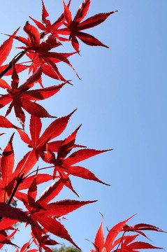 autumnfall紅葉