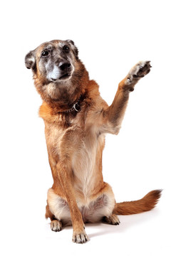 老馬犬