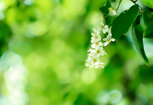 蘋(píng)果花
