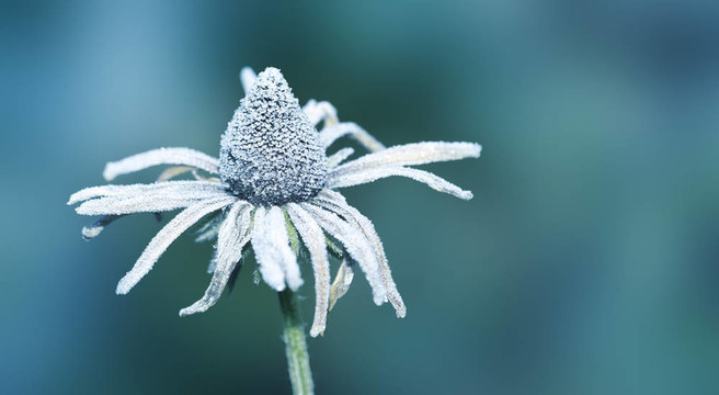 花冰