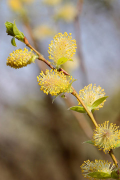 Willow catkins 1