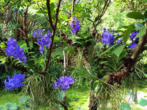藍(lán)色蘭花照亮熱帶花園。