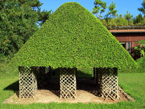 樹葉屋頂。